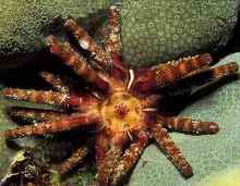 冠棘鲉外形特征